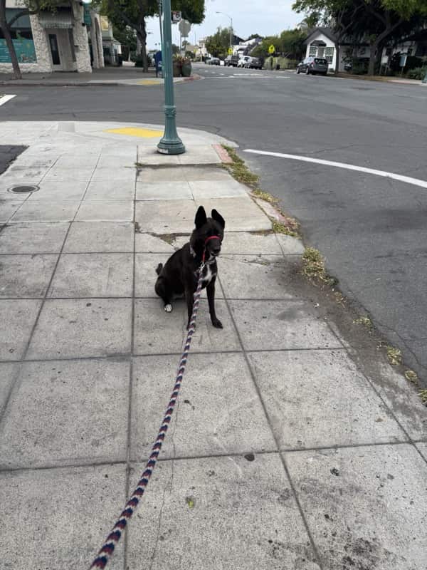A picture of a black dog named Bowie sitting, taken on May 24 2025 at 7:14 am